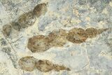 Dinosaur (Grallator) Track - Negative Impression #366868-1